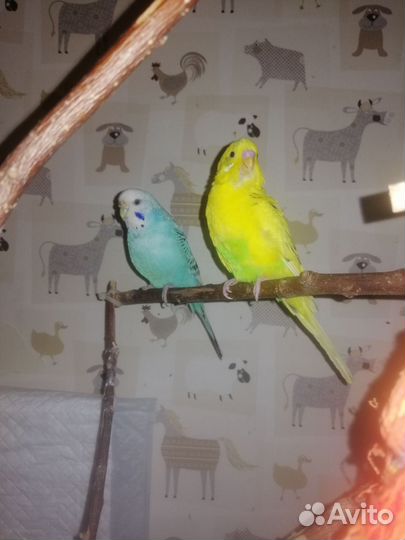 Волнистые попугаи