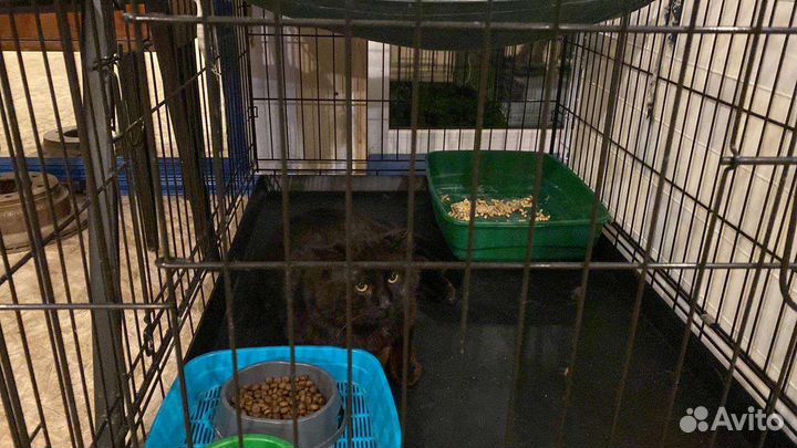 Котик в клетке шанс на жизнь