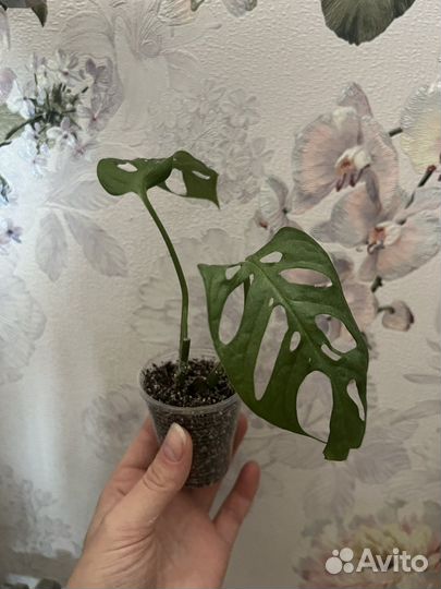 Монстера манки маск