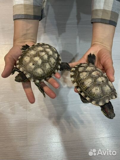 Красноухая черепаха