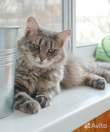 Никки ищет дом