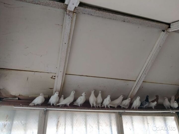 Голуби типплеры молодеж разной расцветки