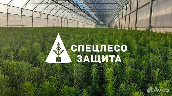 Сеянцы ели и сосны