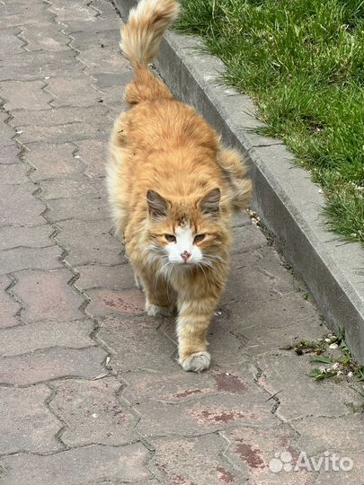 Бездомный кот