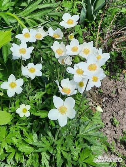 Многолетний флокс стелющийся и другие растения