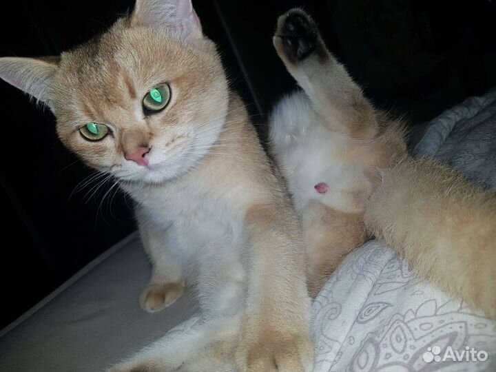 Вязка, британец, золотая шиншила