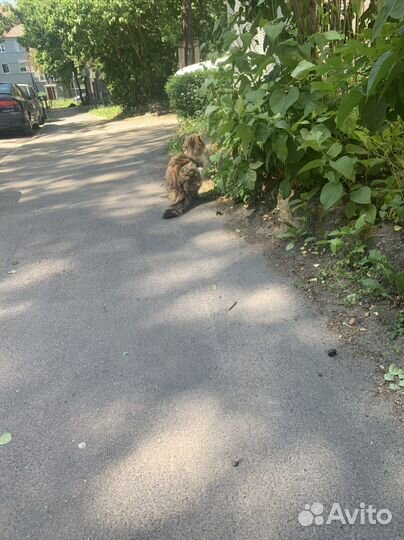 Кошка в дар