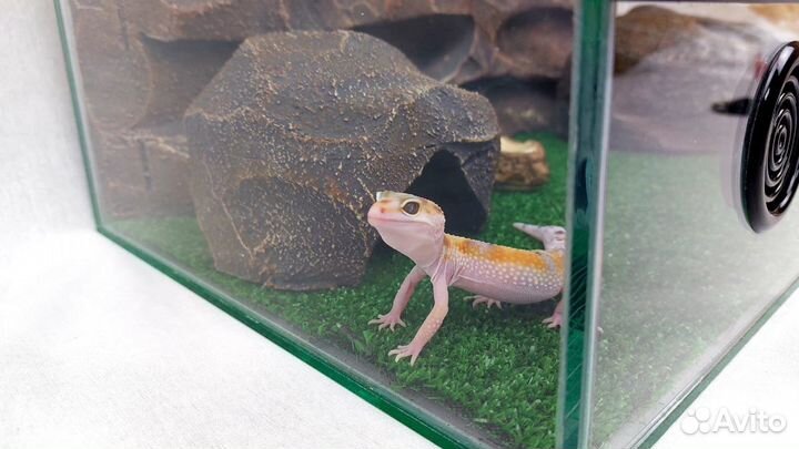 Эублефары с комплектом для содержания