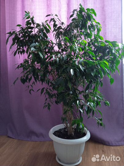 Фикус бенджамина большой