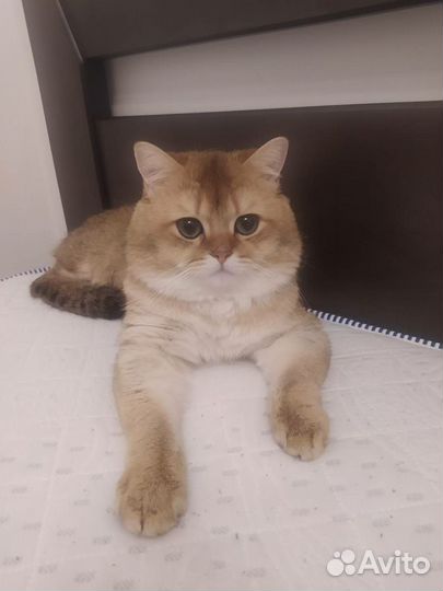 Британский кот вязка