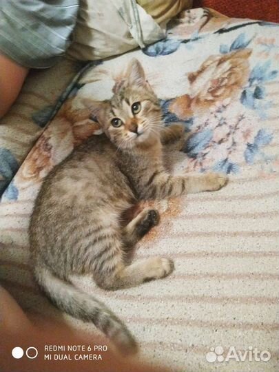 Котенок породистый