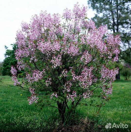 Саженцы сирень Венгерская