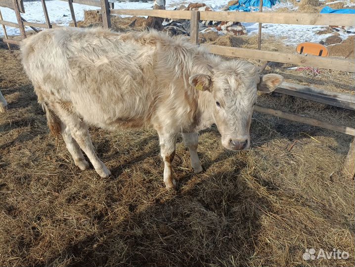 Продам тёлок