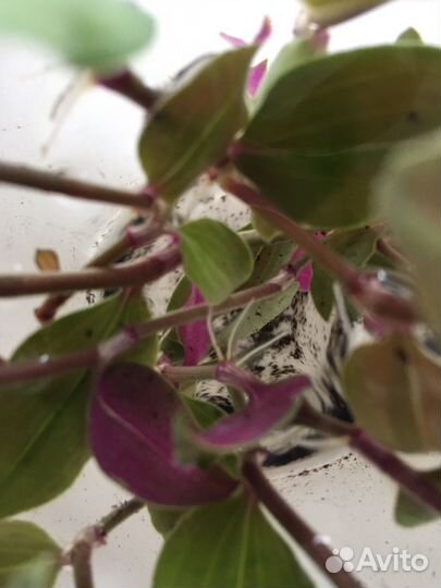 Традесканция мелколистная