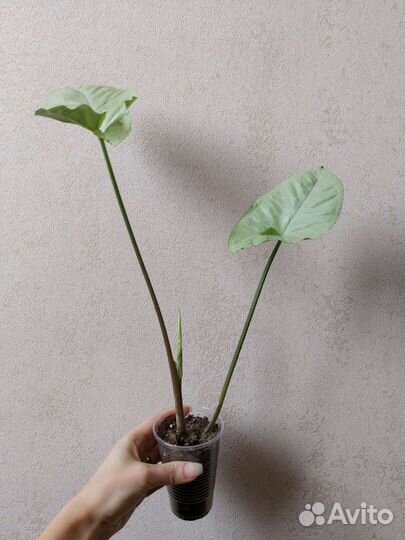 Сингониумы сортовые, 6 сорта