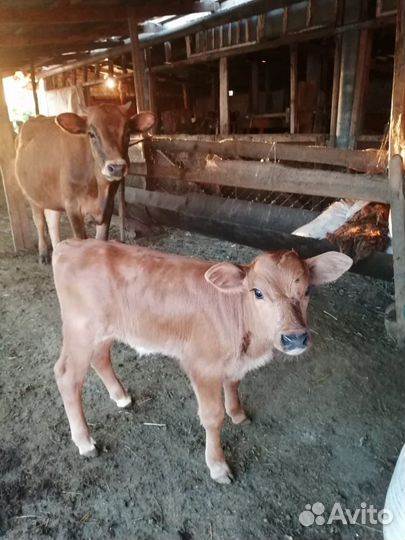 Корова первотелка с теленком