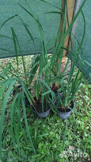 Ирис злаковидный