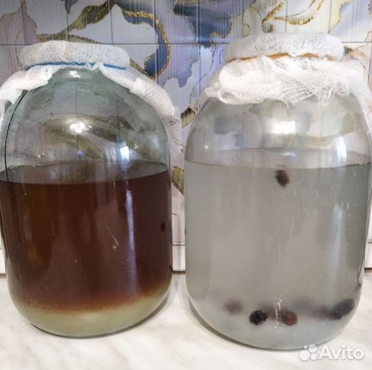 Винный- квасной и чайный гриб