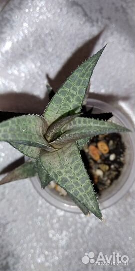 Суккуленты