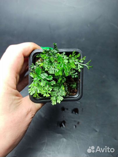 Bolbitis heteroclita sp Baby leaf