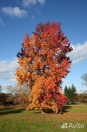 Ликвидамбар смолоносный (амбровое дерево), семена