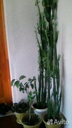 Кактус и декабрист