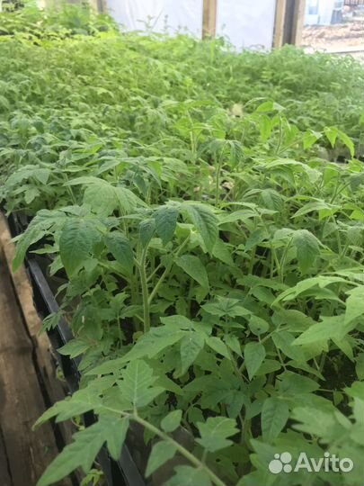 Рассада томатов, перцев, баклажанов, капусты,цветы