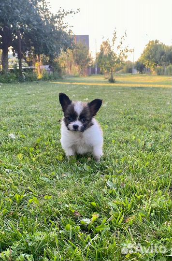 Щенки папийона