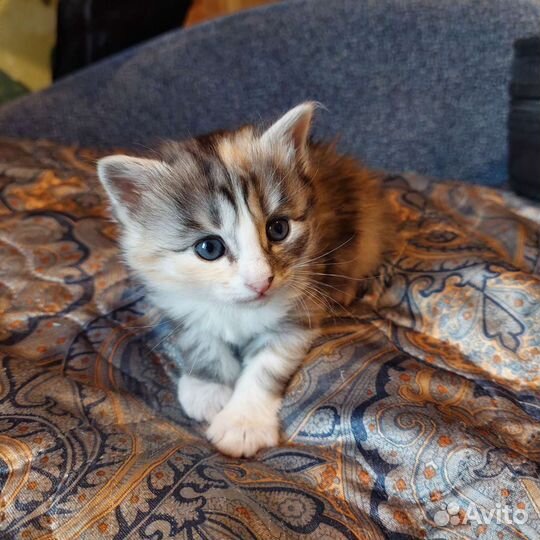 Кошка