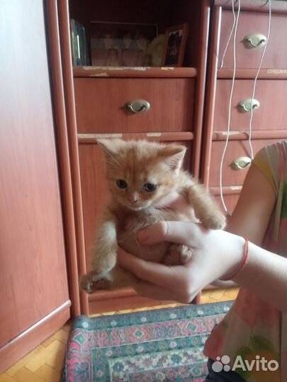 Комочки счастья