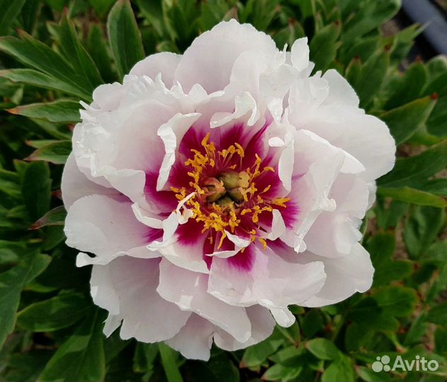 Ито-пионы (саженцы с зкс)