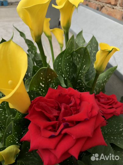 Цветы каллы