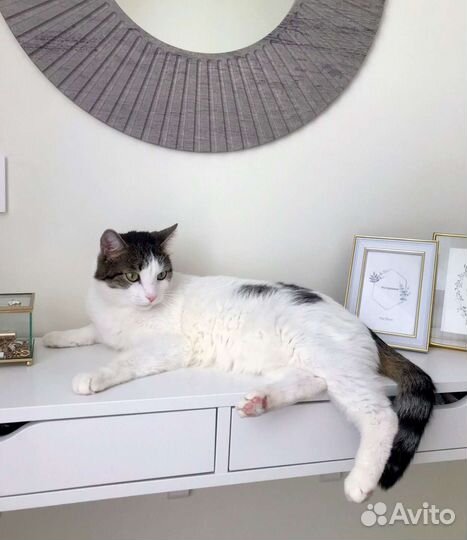 Котик Мурчик