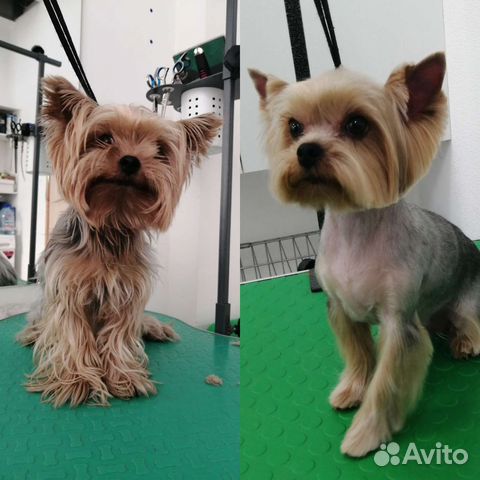 Стрижка собак и кошек