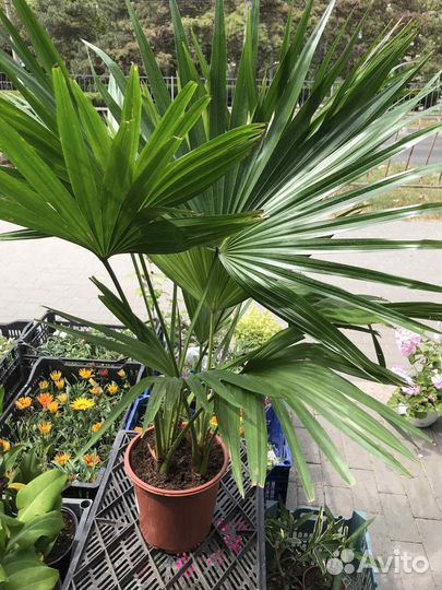 Пальма Ливистона 2 ствола