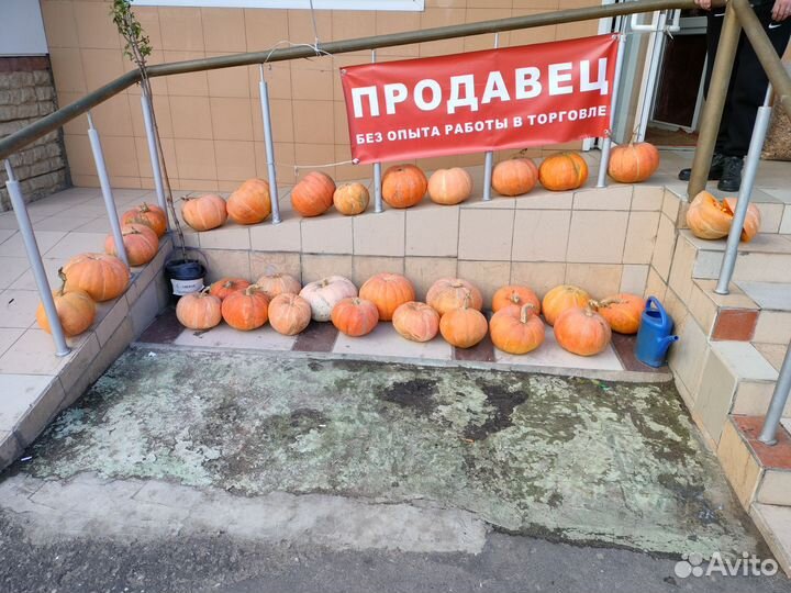 Тыква 30р Цветы Энгельса 11а бывший маг. Нива