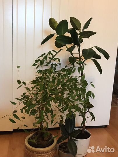 Фикус бенджамина, каучуконосный большой