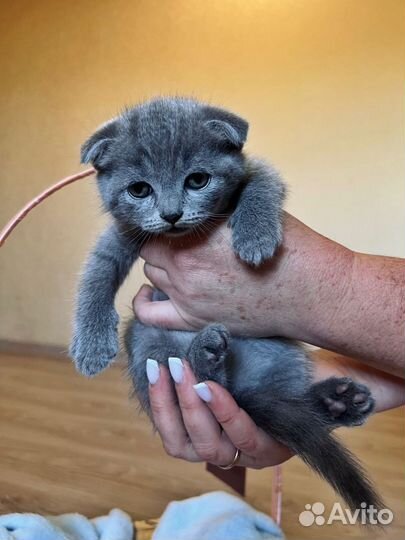 Котики