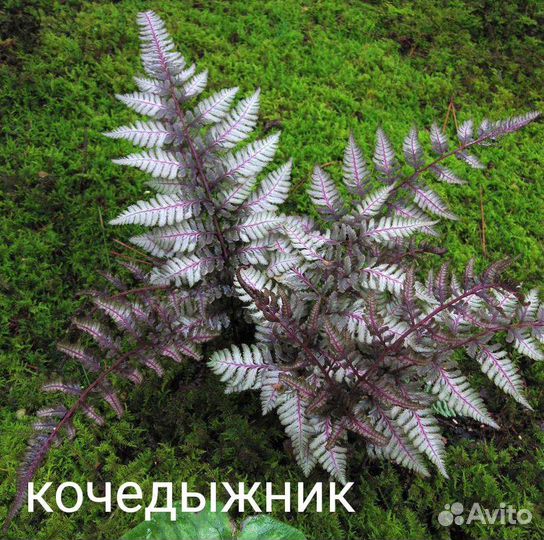 Декоративные многолетние растения