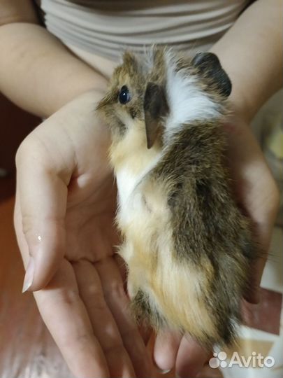 Морские свинки