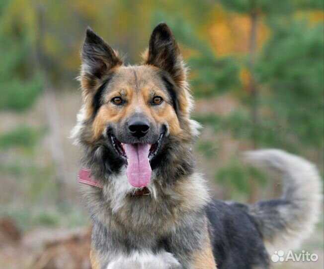 Метис овчарки