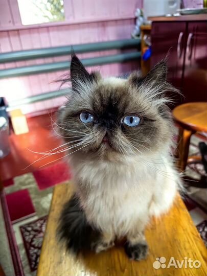 Гималайская кошка