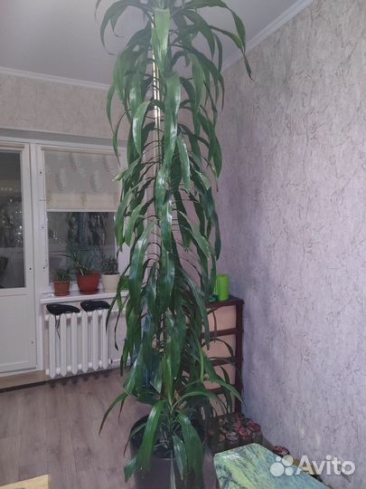 Пальма драцена