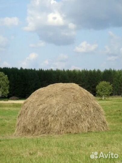 Продам сено для коров, коз, овец