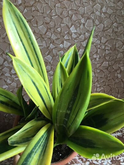 Сансевиерия коллекционная Голд флэйм