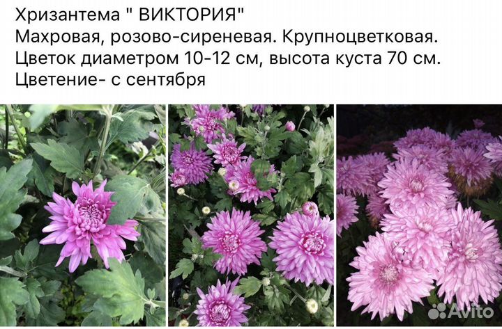 Хризантема многолетняя высокая