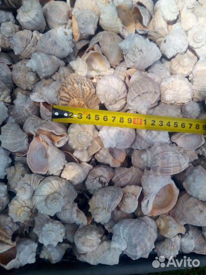 Рапан ракушка