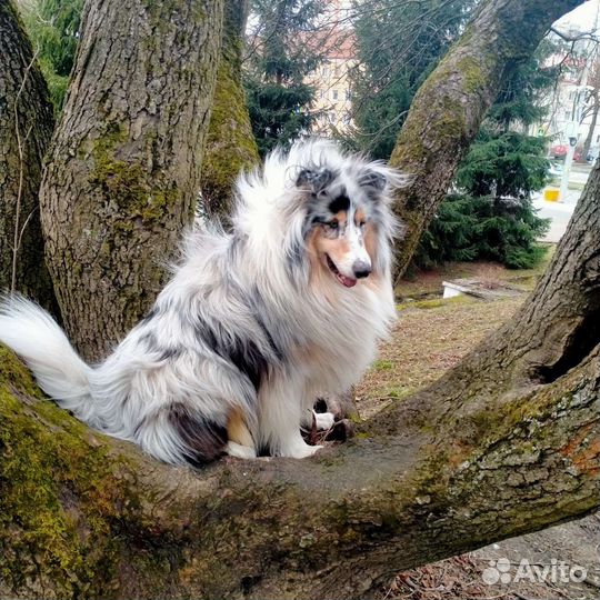 Кобель Шотландской овчарки/Колли для вязки