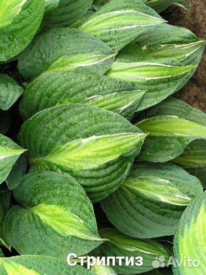 Хоста сортовая от