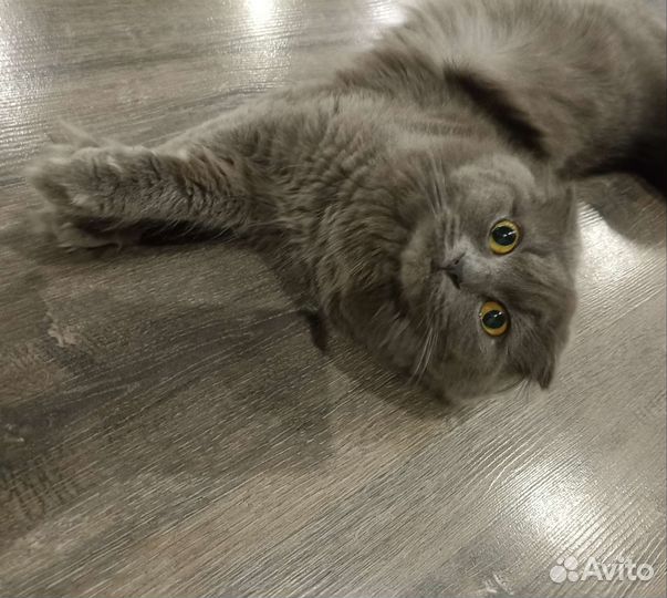 Кошка бесплатно вязка